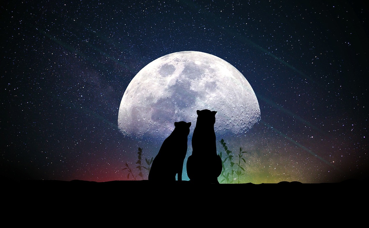 探索璀璨光影世界，明星高清大图全收录